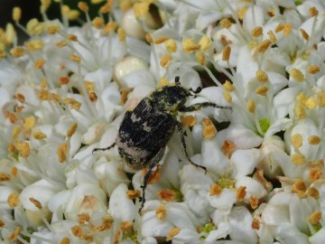 valgus hemipterus, 